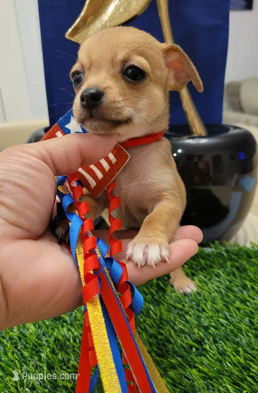 Max  – Chihuahua puppy for sale in Dallas, TX