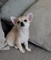 LOBITO THE LIL APPLEHEAD , a male Chihuahua for sale in Moreno Valley, CA – 8 of 10