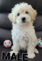 RUFO, a male Maltipoo for sale in Los Angeles, CA – 3 of 4