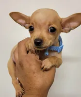 LIL SMILEY, a male Chihuahua for sale in Fontana, CA – 5 of 5