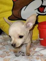 Lil TEACUP BELLA, a female Chihuahua for sale in Fontana, CA – 6 of 9