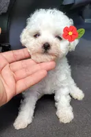 Lea, a female Poodle - Toy  for sale in Dallas, TX – 2 of 2