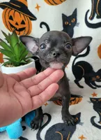 TEACUP ENZO, a male Chihuahua for sale in Fontana, CA – 7 of 7