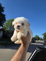 Lucky, a male Poodle - Toy  for sale in Dallas, TX – 2 of 4