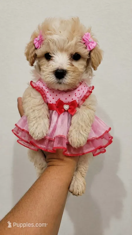DAIZY  – Poodle - Toy  puppy for sale in Irving, TX