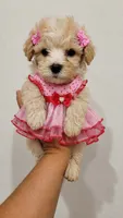 DAIZY , a female Poodle - Toy  for sale in Irving, TX – 1 of 3