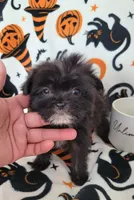 Lil TEACUP MORKIE BLACK, a male Morkie for sale in Moreno Valley, CA – 2 of 3