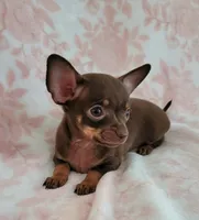 POCKET SIZE WINSTON, a male Chihuahua for sale in Dallas, TX – 4 of 6