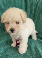 Max , a male Poodle - Toy  for sale in Dallas, TX – 2 of 2
