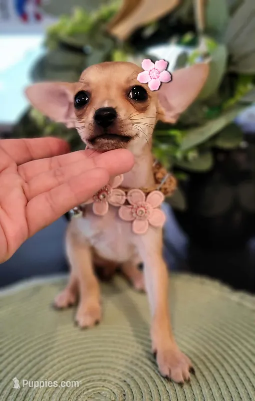 ZOE – Chihuahua puppy for sale in Dallas, TX