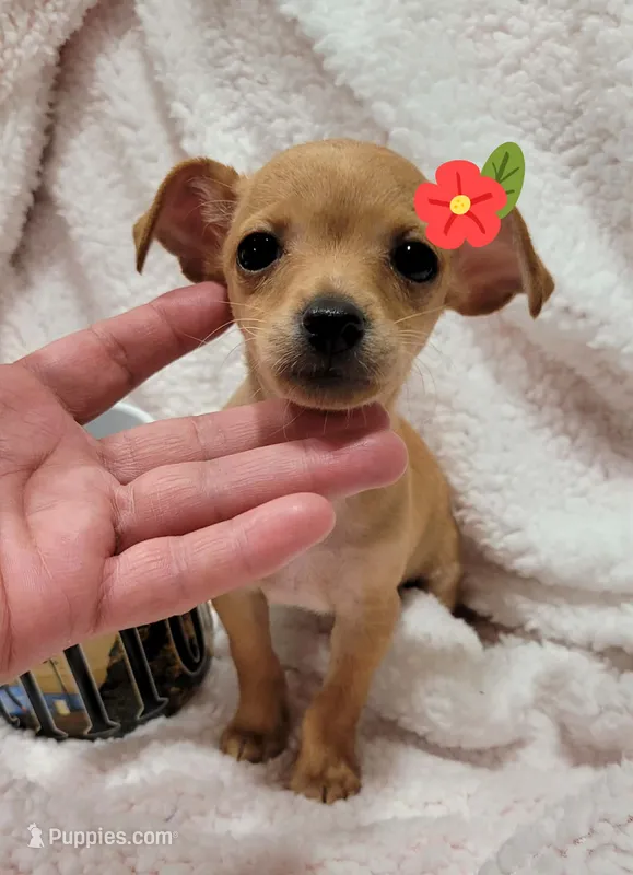 MITZI – Chihuahua puppy for sale in Los Angeles, CA