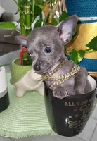 Lil TEACUP BLUE, a male Chihuahua for sale in Katy, TX – 5 of 9
