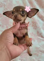 POCKET SIZE MAGGIE, a female Chihuahua for sale in Dallas, TX – 6 of 6