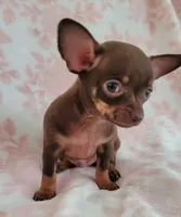 POCKET SIZE WINSTON, a male Chihuahua for sale in Dallas, TX – 6 of 6