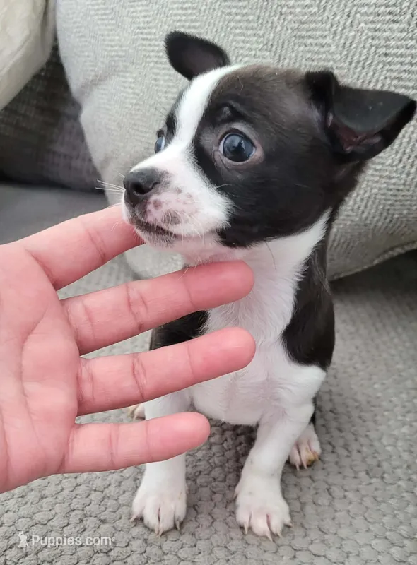 Lucky – Chihuahua puppy for sale in Dallas, TX