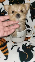 LIL TEACUP MORKIE 1, a male Morkie for sale in Moreno Valley, CA – 4 of 9