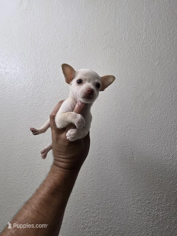 Bartolito – Chihuahua puppy for sale in Dallas, TX