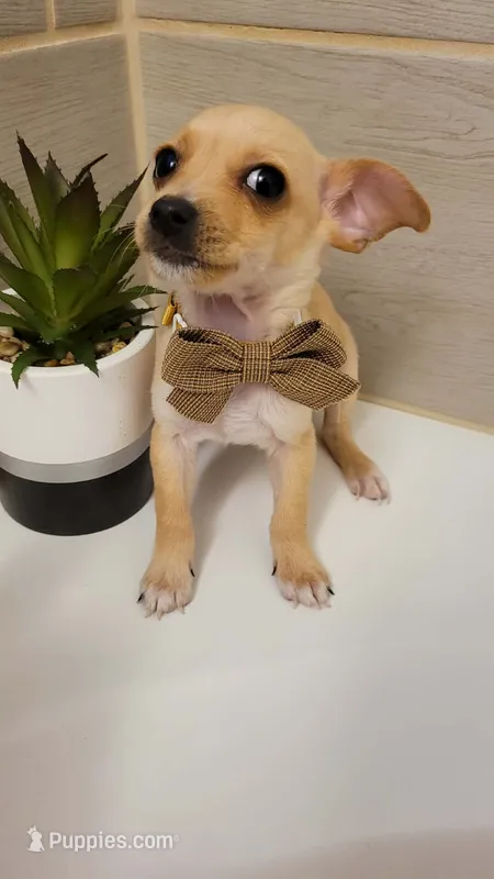 TAQUITO  – Chihuahua puppy for sale in Dallas, TX