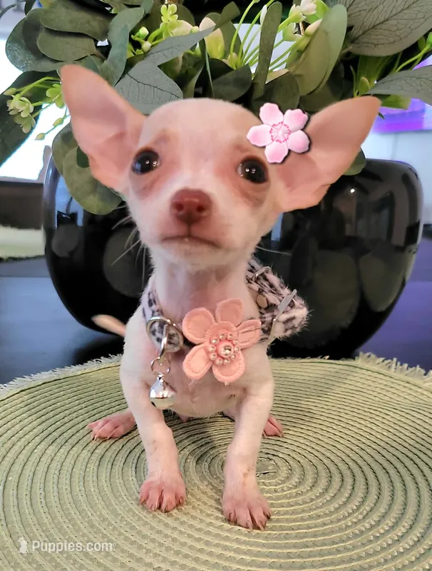 TINY – Chihuahua puppy for sale in Dallas, TX