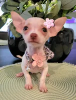 TINY, a female Chihuahua for sale in Dallas, TX – 1 of 4