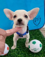 LIl MINITOY Messi , a male Chihuahua for sale in Fontana, CA – 3 of 5