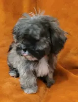 Lucy, a female Shih Tzu for sale in Arlington, TX – 3 of 4