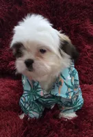 SHIHTZU COCO, a male Shih Tzu for sale in Albuquerque, NM – 2 of 8