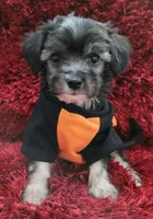 Benji, a male Maltipoo for sale in Fontana, CA – 4 of 4
