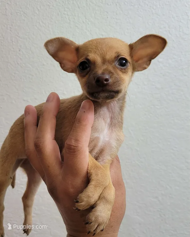 LIL TEACUP RED – Chihuahua puppy for sale in Longview, TX