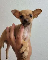 LIL TEACUP RED, a male Chihuahua for sale in Longview, TX – 1 of 3