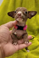 LIL TEACUP MITZI, a female Chihuahua for sale in Garland, TX – 1 of 4