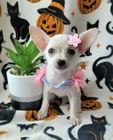 TEACUP PAM , a female Chihuahua for sale in Fontana, CA – 4 of 5