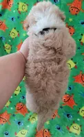 TEDDY, a male Poodle - Toy  for sale in Dallas, TX – 3 of 5