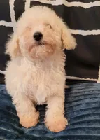 Lucky, a male Maltipoo for sale in Moreno Valley, CA – 5 of 5