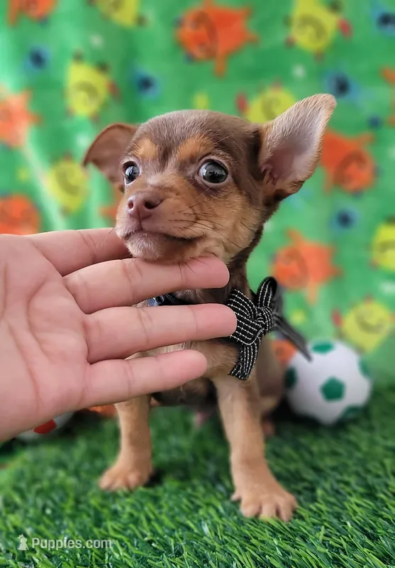 Winston – Chihuahua puppy for sale in Dallas, TX