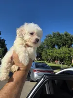 Max , a male Poodle - Toy  for sale in Dallas, TX – 4 of 4