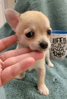 LONGCOAT TOY MUÑECO, a male Chihuahua for sale in Garland, TX – 3 of 3