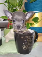Lil TEACUP BLUE, a male Chihuahua for sale in Katy, TX – 3 of 9