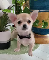 MUÑECO, a male Pomchi for sale in Garland, TX – 4 of 5
