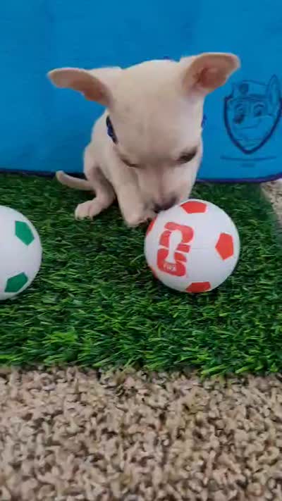 LIL TEACUP MESSI, a male Chihuahua for sale in Dallas, TX – 2 of 2
