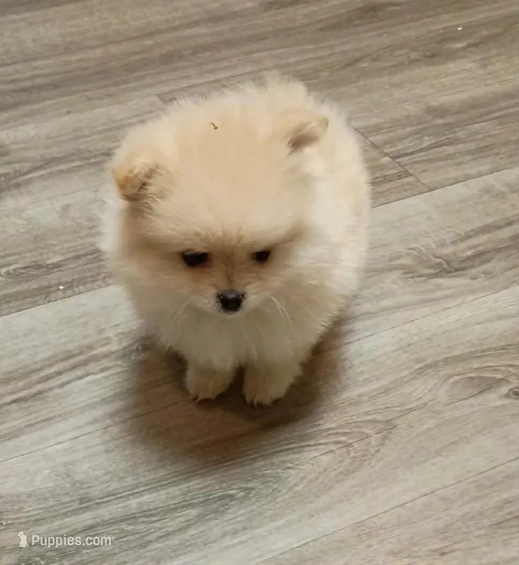 BEAR FACE BELLA – Pomeranian puppy for sale in Fontana, CA