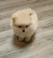 BEAR FACE BELLA, a female Pomeranian for sale in Modesto, CA – 1 of 4