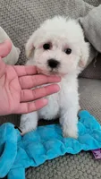 Benji, a male Maltipoo for sale in Rockwall, TX – 2 of 4