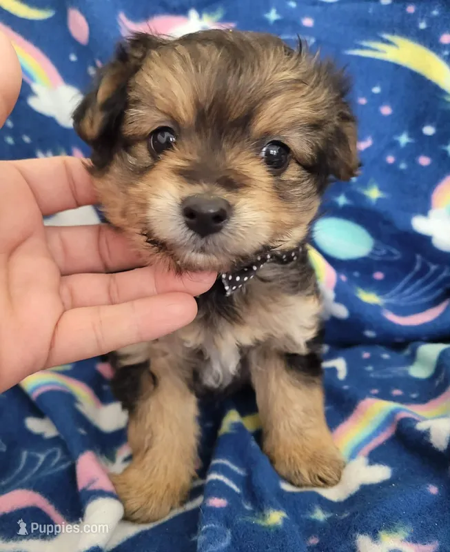 Benji – Pomapoo, Yorkipoo puppy for sale in Dallas, TX