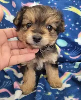Benji, a male Pomapoo and Yorkipoo for sale in Dallas, TX – 1 of 8