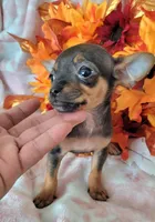 Lil TEACUP RED( DELIVERY AVAILABLE), a male Chihuahua for sale in Fontana, CA – 3 of 4