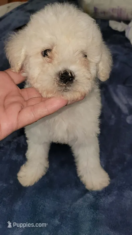 RITA – Poodle - Toy  puppy for sale in Irving, TX