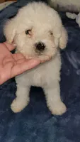 RITA, a female Poodle - Toy  for sale in Irving, TX – 1 of 2