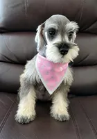 LADY, a female Miniature Schnauzer for sale in Elizabeth, NJ – 2 of 4
