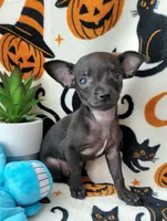 TEACUP PACO, a male Chihuahua for sale in Fontana, CA – 1 of 5